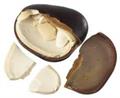 قرص کمر,snuff box sea bean,cacoon vine,
